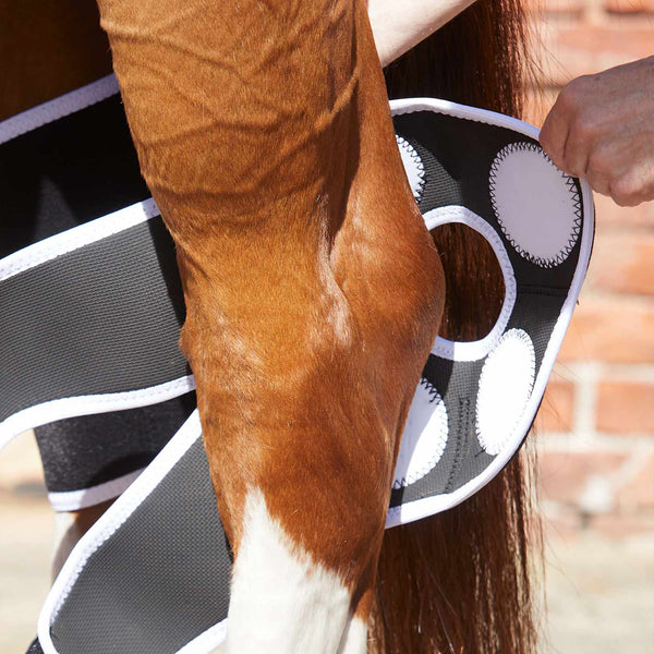 Premier Equine MagniTeque Hock Boots DiClass Equine