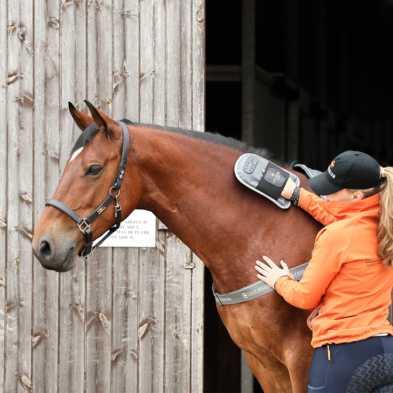 Handheld Massage Pad for Horses