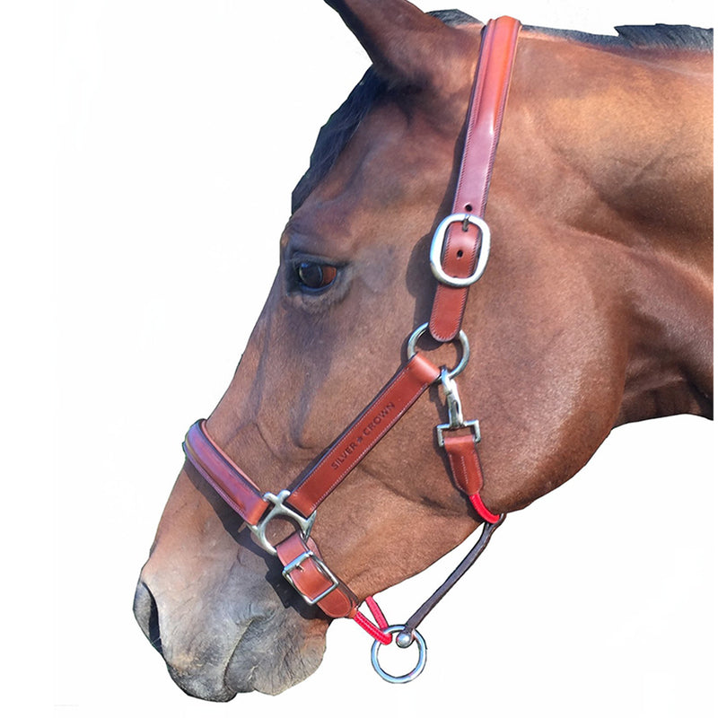 silver crown classic leather headcollar shown on horse