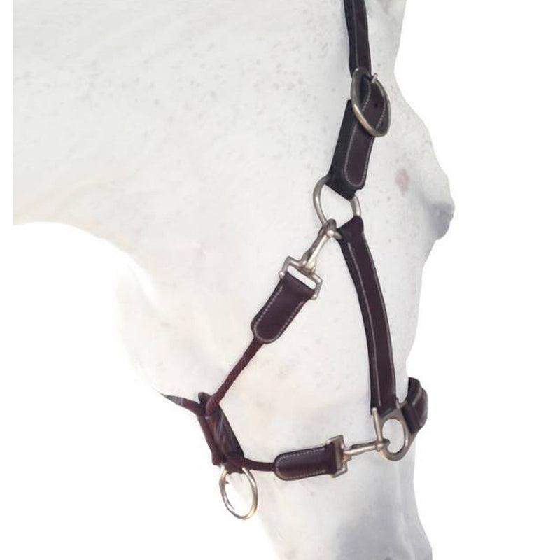 Silver_Crown_Leather_Grooming_Halter_Nut_Brown_on_Horse